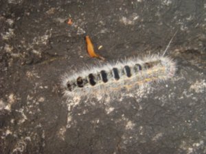 Cool catterpillar that can put you in bed for a fortnight