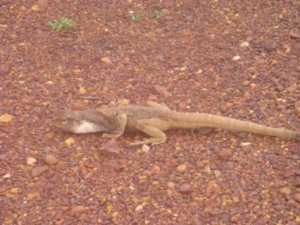 Lizard on the road