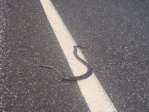Snake on the road