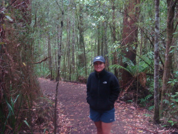 The rain forest walk
