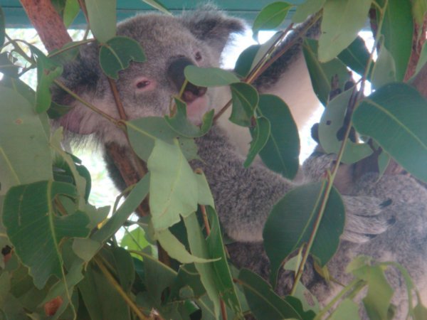 A cute koala