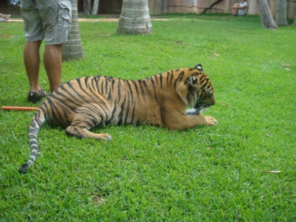 Tiger show