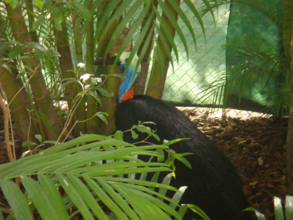 A Cassowary (i think thats how you spell it)
