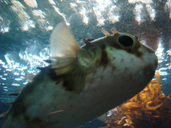 A pufferfish
