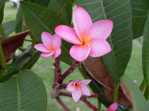 Beautiful Fraggipani
