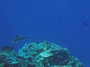 Shark dive - Ha'apai