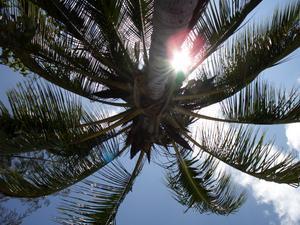My shady palm tree