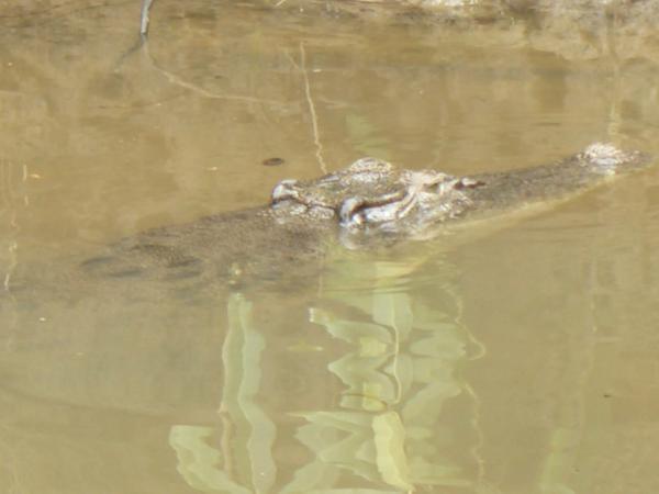 Female croc guarding her nest
