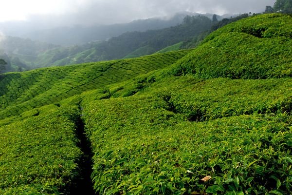 Tea Plantation Cameron Highlands