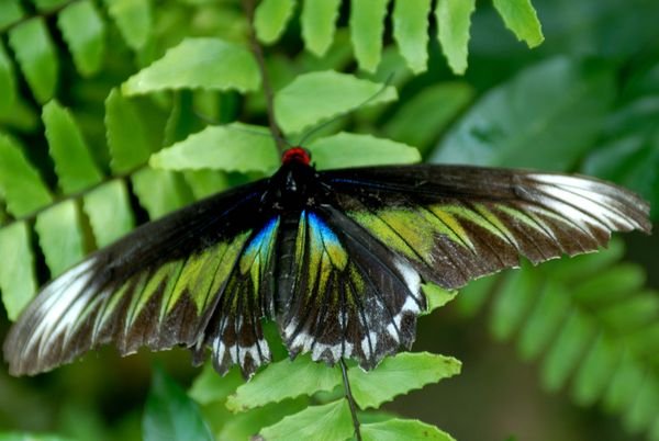 Malaysian butterfly | Photo