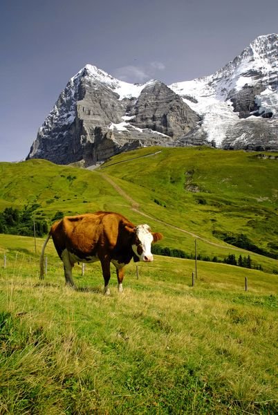 Swiss Alps and a cow