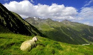 Sheep Stubai valley