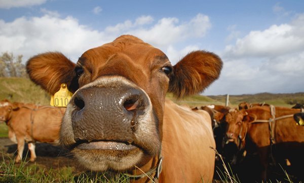Icelandic cow