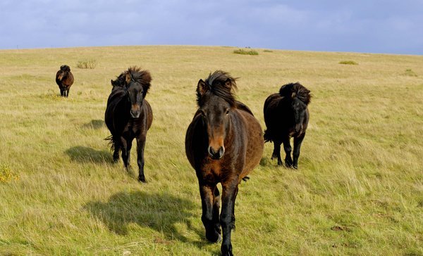 Wild horses, South Iceland