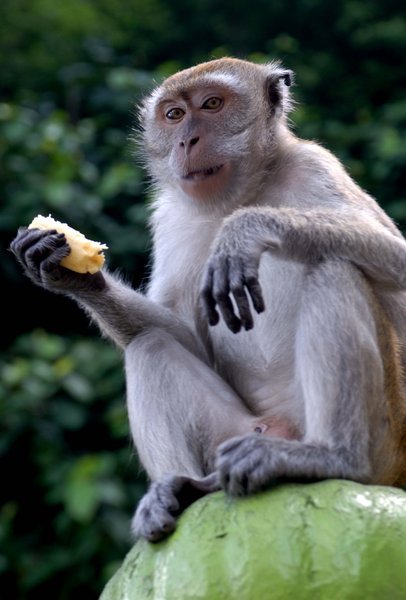 Monkey in Malaysia
