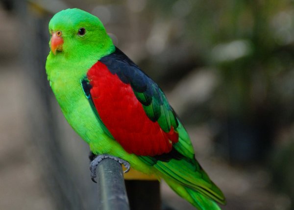 Bird, Northern Queensland