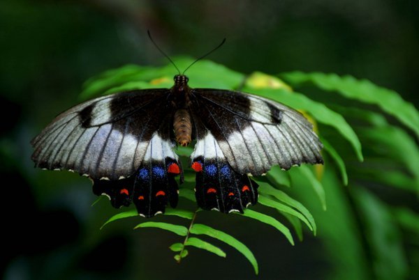 Butterfly, Northern Queensland