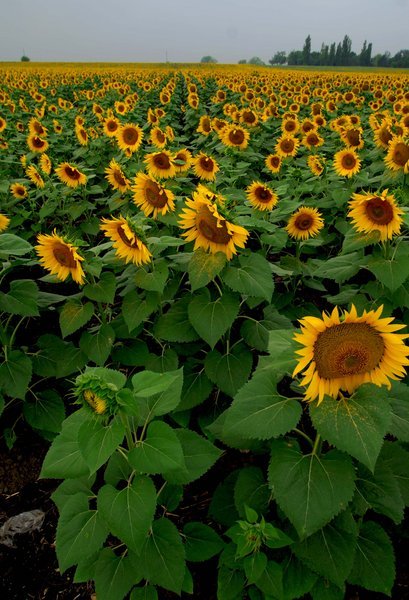 Serbian Sunflowers