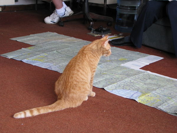 Airport Cat at Work