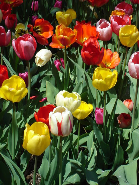 Tulips of every colour