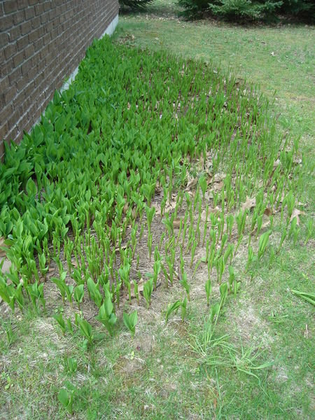 Can you beleive how well Marilyns Lily of the Valley grows ?