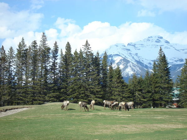 Elk roaming the Banff golf course