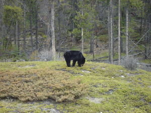 Mission accomplished... a black bear sighted near Jasper