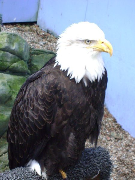 A bald eagle... injured and living in captivity