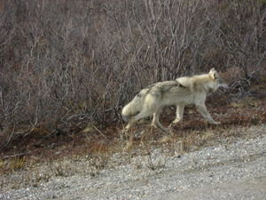  Our first sighting - Gray wolf