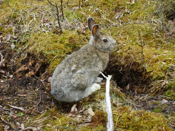 Mr Snowshoe hare