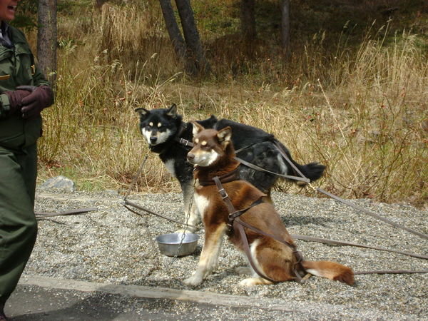 Sled dogs at Ranger Headquarters