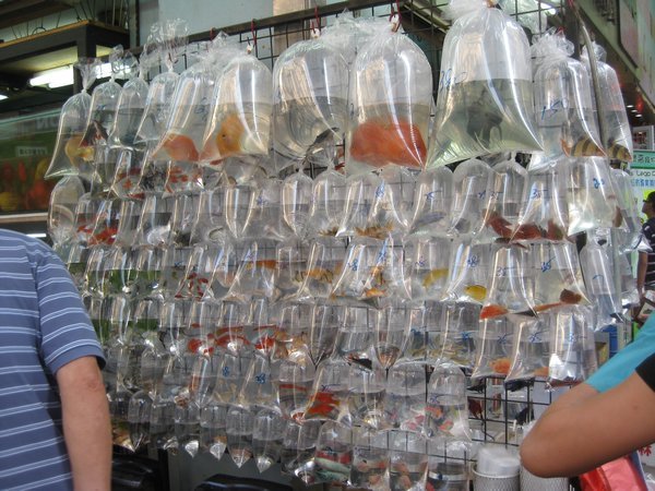 The Gold Fish Market at mong Kok