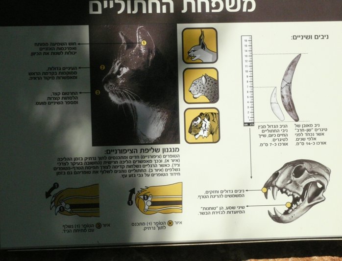 Cat info in Hebrew