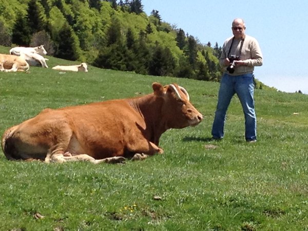 cows and cyclists are at the top of Col D'Aspin
