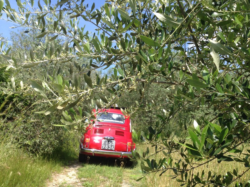 Following the other Fiat off-road in an olive grove