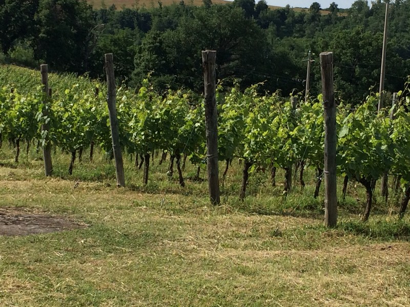 part of the vineyard