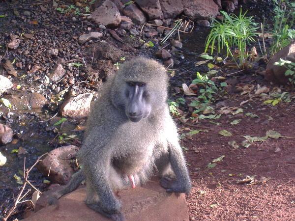 our friends the baboons
