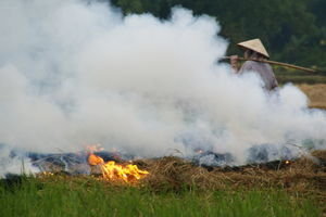 Burning Rice paddies