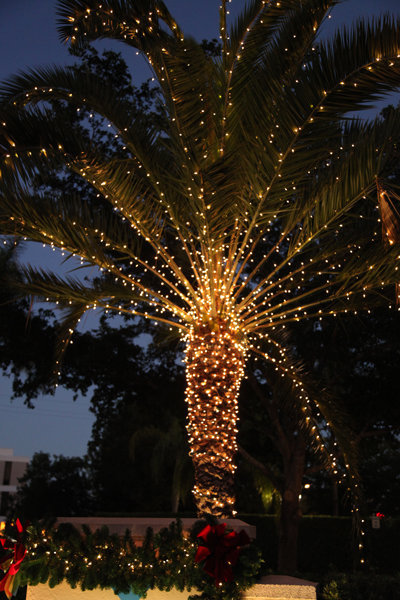 Naples Christmas Tree