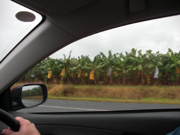 Banana Fields