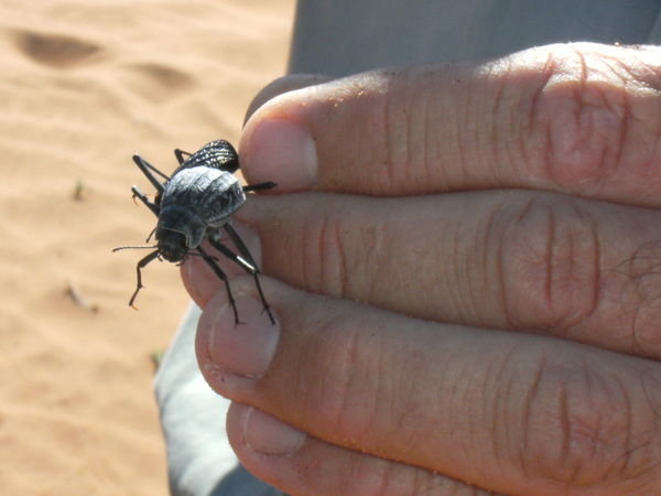 Boesman with a beetle