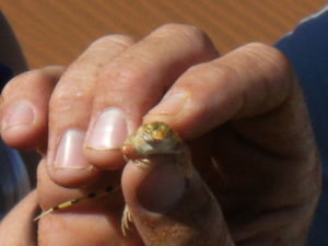 Boesman with tiny little desert lizard