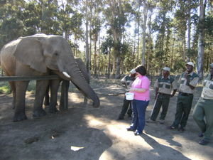 Louise feeding the elephants