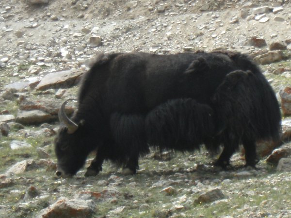 Yaks in Ladakh