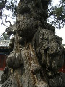Gnarled tree inside Kongmiao Confucian Temple, Beijing 