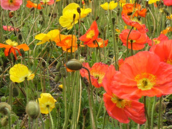 Poppies at the Domaine Chandon Vineyard, Victoria
