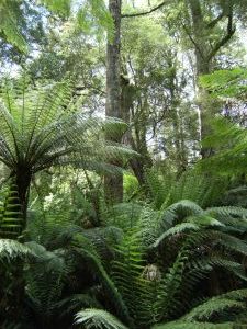 The ferny rainforest of the Otway National Park