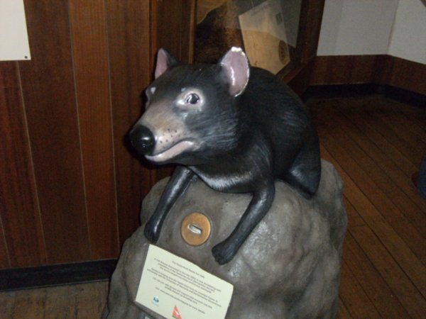 Nearest I got to a Tasmanian Devil - model in Tasmania Museum and Art Gallery