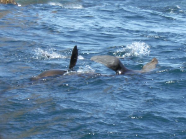 Seals at Tasman Island