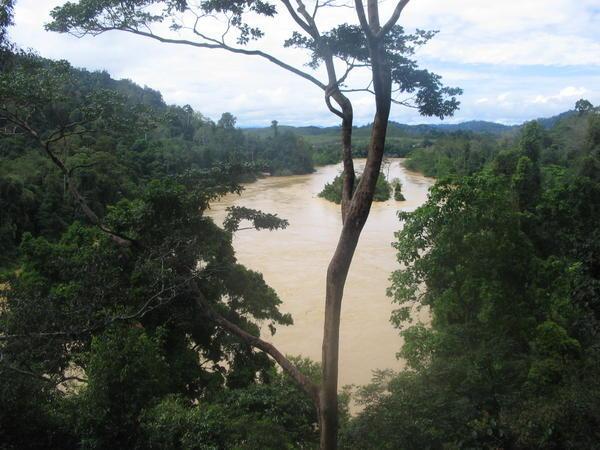 River from Canopy Walk